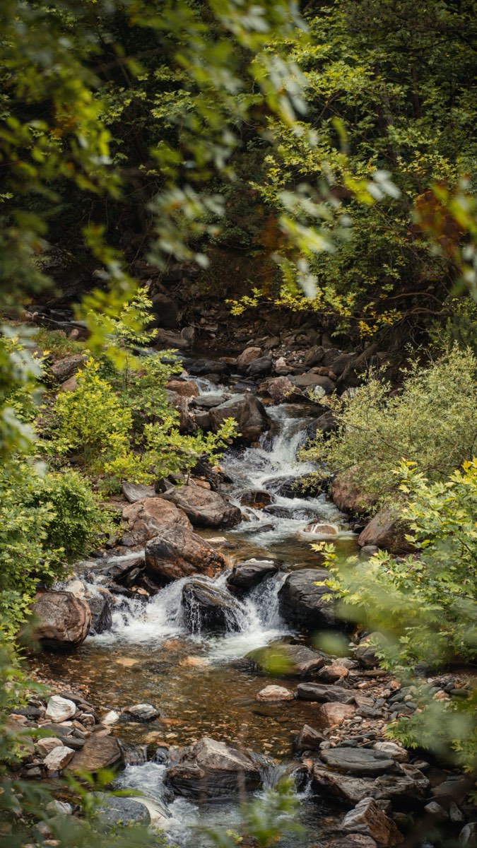 Bäck som rinner genom grön skog